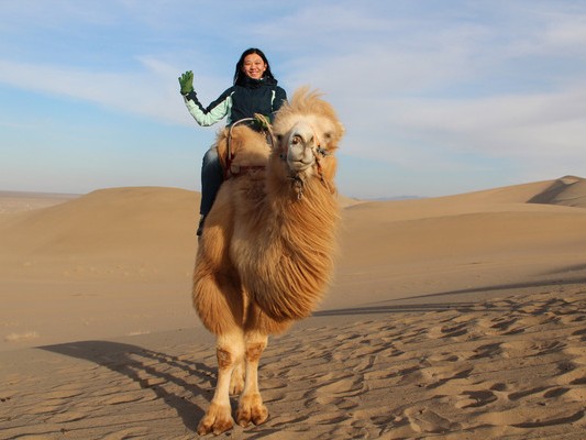 骆驼承载的千年寓意读懂这沙漠之舟的生命哲学