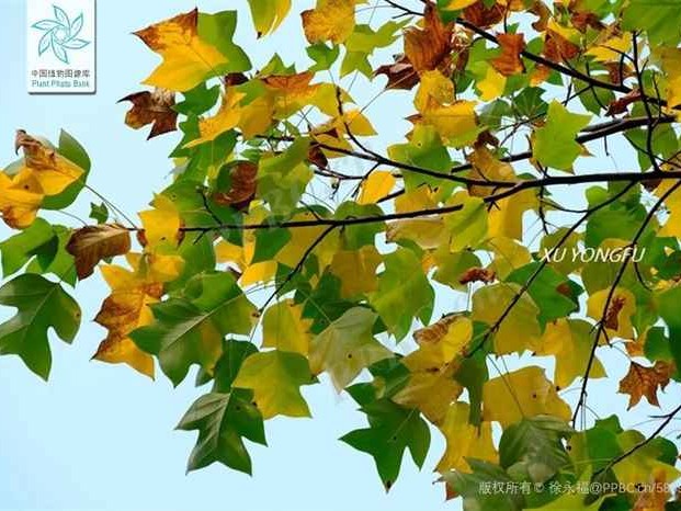 探秘秋天什么黄 解码金色季节的自然魔法