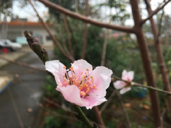 桃花颜色的千面风情从科学到文化的全面解读