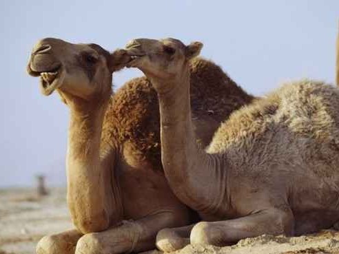 好骆驼，硬实力：聊聊如何挑中那匹能满足你需求的“神驼”