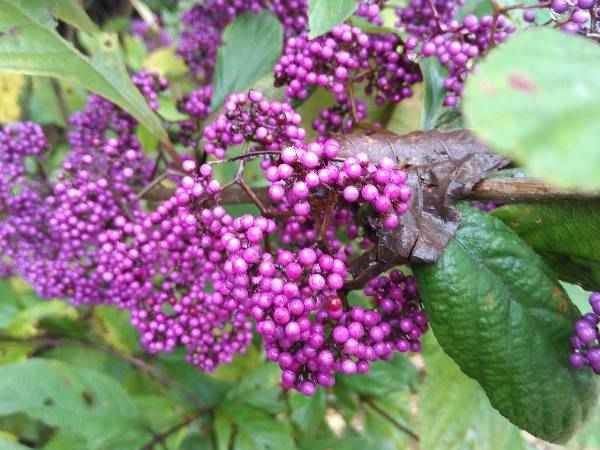 紫红什么整理法让你的家焕然新生