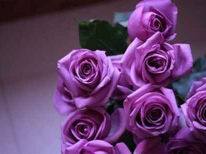 生活中那种让人好奇的紫到底是什么