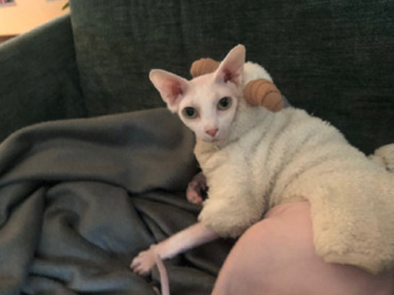 毛发整理全攻略什么毛什么什么烦恼一扫而空