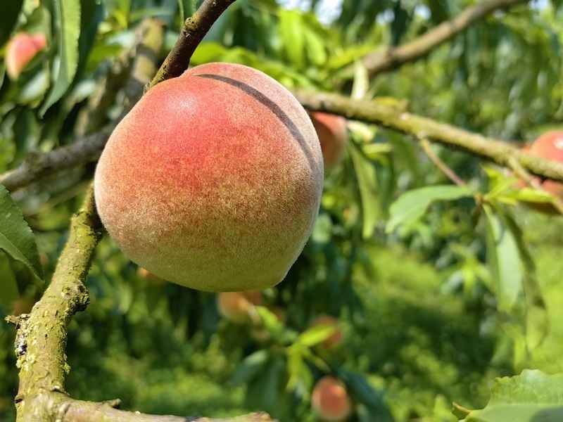 桃色撩人：从果实到花朵的颜色密码