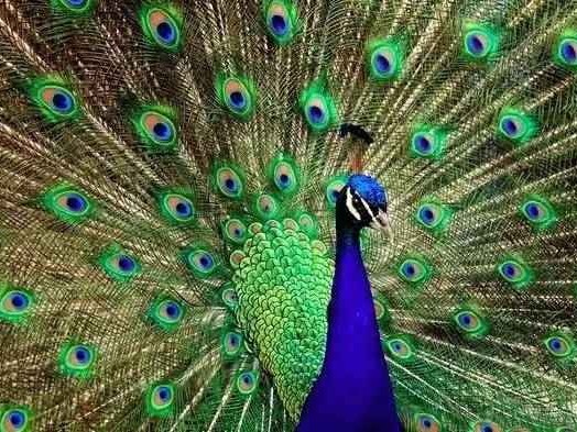 揭秘孔雀羽毛颜色的惊人真相