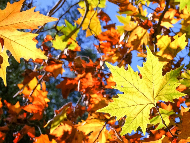 鹅黄色的奥秘与魅力解析